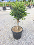 Pin alb japonez "Negishi 1.00 - 1.20 m / Pinus parvifolia "Negishi"/ gradina-noastra