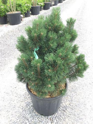 Pin pitic "Columbo" 0.50 m - 0.80 m / Pinus mugo "Columbo" / gradina-noastra