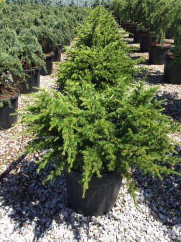 Cedru compact Atlantica 0.50 - 1.00 m / Cedrus atlantica "Compacta" / gradina-noastra