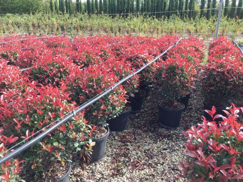 Photinia "Carre Rouge" minge 0.80 - 1.00 m / Photinia x fraseri "Carre Rouge"/ gradina-noastra