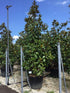 Magnolia vesnic verde "Goliath" 2.00 - 2.50 m / Magnolia grandiflora "Goliath" gradina-noastra