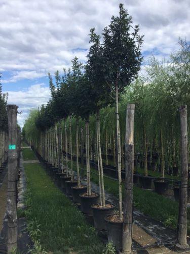 Frasin "Autumn Purple" 2.00 - 2.50 m / Fraxinus americana "Autumn Purple"/ gradina-noastra