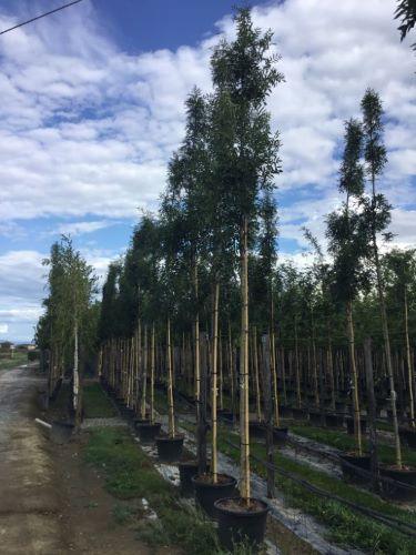 Frasin &quot;Raywood&quot; 3.00 - 3.50 m / Fraxinus angustifolia &quot;Raywood&quot;/ gradina-noastra