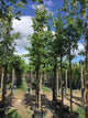 Stejar pedunculat 3.00 - 4.00 m / Quercus robur /