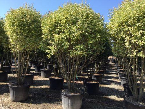 Lemn cainesc "Excelsum Superbum" 1.70 - 2.00 m / Ligustrum japonicum "Excelsum Superbum"/ gradina-noastra