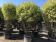 Lemn cainesc "Excelsum Superbum" 1.70 - 2.00 m / Ligustrum japonicum "Excelsum Superbum"/