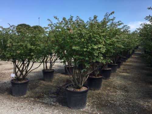 Euonymus alatus multitulpinal / Euonymus alatus / by gradina-noastra