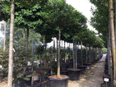 Stejar de balta "Green Dwarf" 2.00 - 2.50 m / Quercus palustris "Green Dwarf"/ gradina-noastra