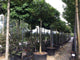 Stejar de balta "Green Dwarf" 2.00 - 2.50 m / Quercus palustris "Green Dwarf"/