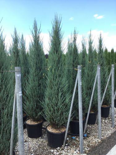 Ienupar de Virginia &quot;Blue Arrow&quot; 1.50 - 1.70 m / Juniperus virginiana &quot;Blue Arrow&quot; / gradina-noastra