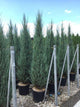 Ienupar de Virginia "Blue Arrow" 1.50 - 1.70 m / Juniperus virginiana "Blue Arrow" /