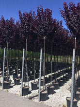 Corcodus roșu "Pissardii" arbore 2.50 - 3.00 m /  Prunus cerasifera "Pisardii" / gradina-noastra