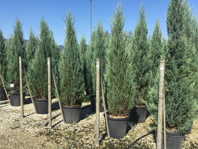 Ienupar de Virginia &quot;Blue Arrow&quot; 1.50 - 1.70 m / Juniperus virginiana &quot;Blue Arrow&quot; / gradina-noastra