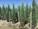 Ienupar de Virginia "Blue Arrow" 1.50 - 1.70 m / Juniperus virginiana "Blue Arrow" /