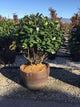 Laur englezesc "Novita" multitulpinal 1.00 - 1.40 m / Prunus laurocerasus" Novita"/