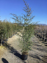Bambus negru 1.50 -2.00 m / Phyllostachys nigra  / gradina-noastra
