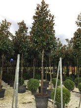 Magnolia vesnic verde "Goliath" arbore 2.50 - 3.50 m / Magnolia grandiflora "Goliath" gradina-noastra