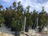 Magnolia vesnic verde "Goliath" 2.00 - 2.50 m / Magnolia grandiflora "Goliath" gradina-noastra