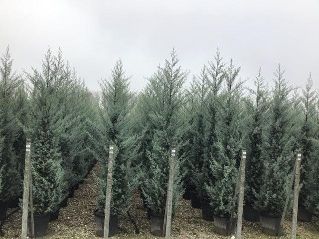 Chiparos de Arizona fastigiat 2.00 - 2.50 m / Cupressus arizonica ‘Fastigiata’ / gradina-noastra