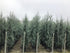Chiparos de Arizona fastigiat 2.00 - 2.50 m  / Cupressus arizonica ‘Fastigiata’ / gradina-noastra