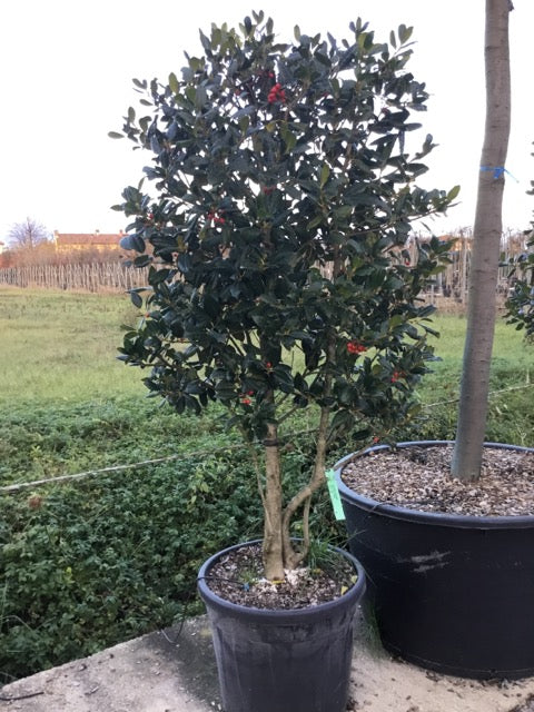 Ilex "Nellie R.Stevens" multitulpinal / Ilex mutchagara "Nellie R.Stevens"/ by gradina-noastra