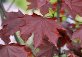 Artar rosu "Royal Red" 2.00 - 2.50 m / Acer platanoides "Royal Red"/ gradina-noastra