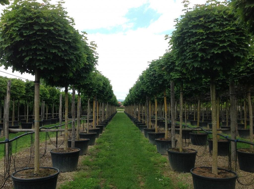 Artar Globular 2.50 - 3.00 m / Acer Platanoides "Globusum"/ gradina-noastra