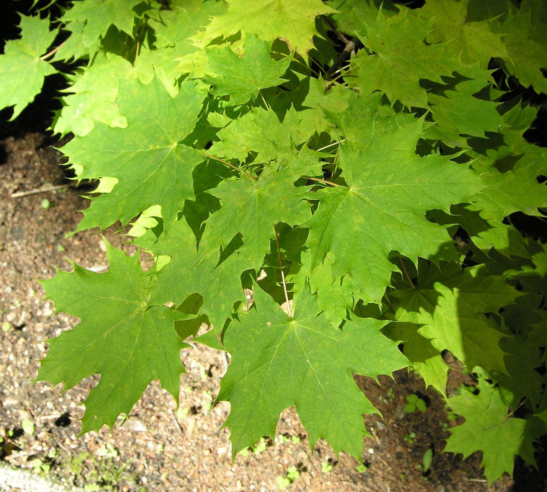 Artar 3.50 - 4.00 m / Acer platanoides / gradina-noastra