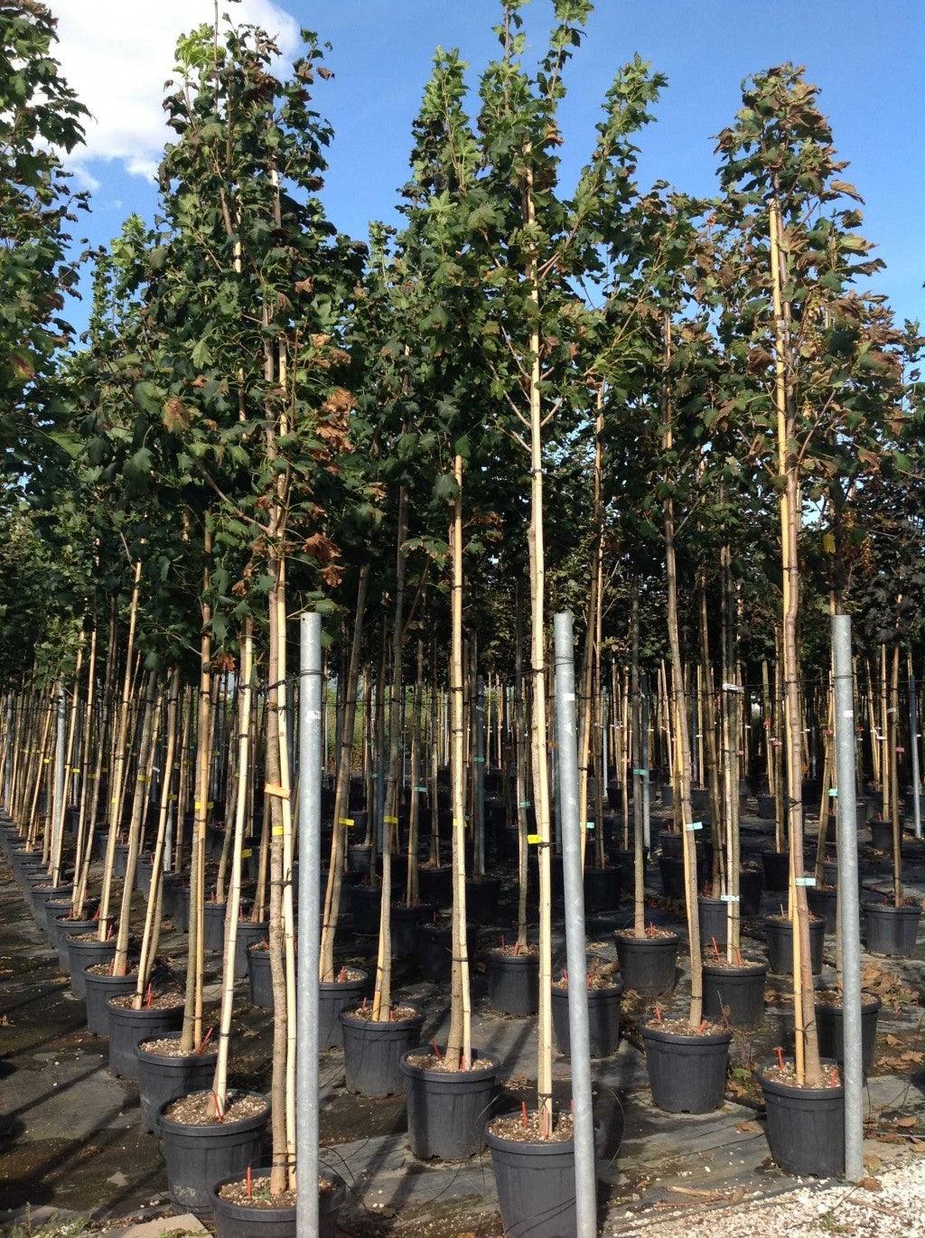 Paltin de munte 3.00 m / Acer pseudoplatanus / gradina-noastra