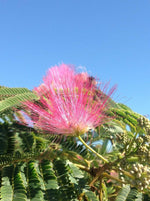 Arbore de matase  "Ombrella" 3.00 - 3.50 m / Albizia julibrissin "Ombrella" /
