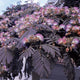 Arbore de matase rosu 3.00 m - 3.50 m / Albizia julibrissin Summer Chocolate /