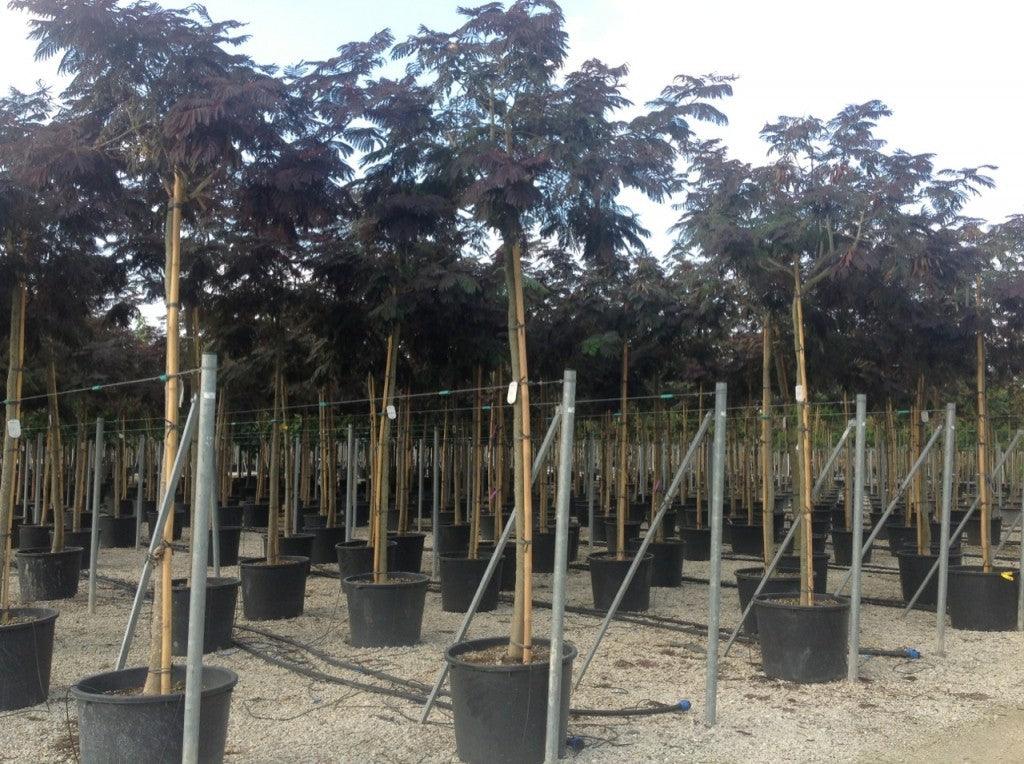 Arbore de matase rosu 3.00 m - 3.50 m / Albizia julibrissin Summer Chocolate / gradina-noastra
