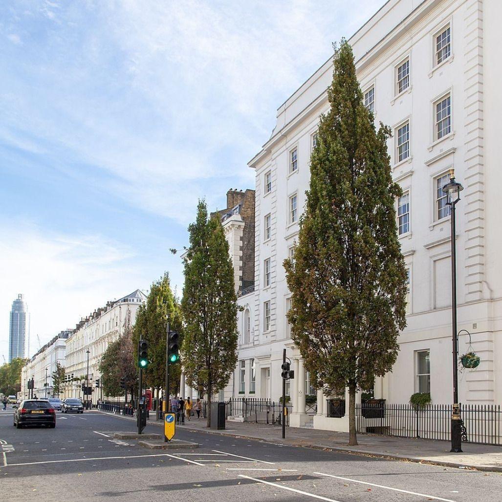 Stejar columnar "Koster" 3.00 - 3.50 m / Quercus robur "Fastigiata Koster"/ gradina-noastra