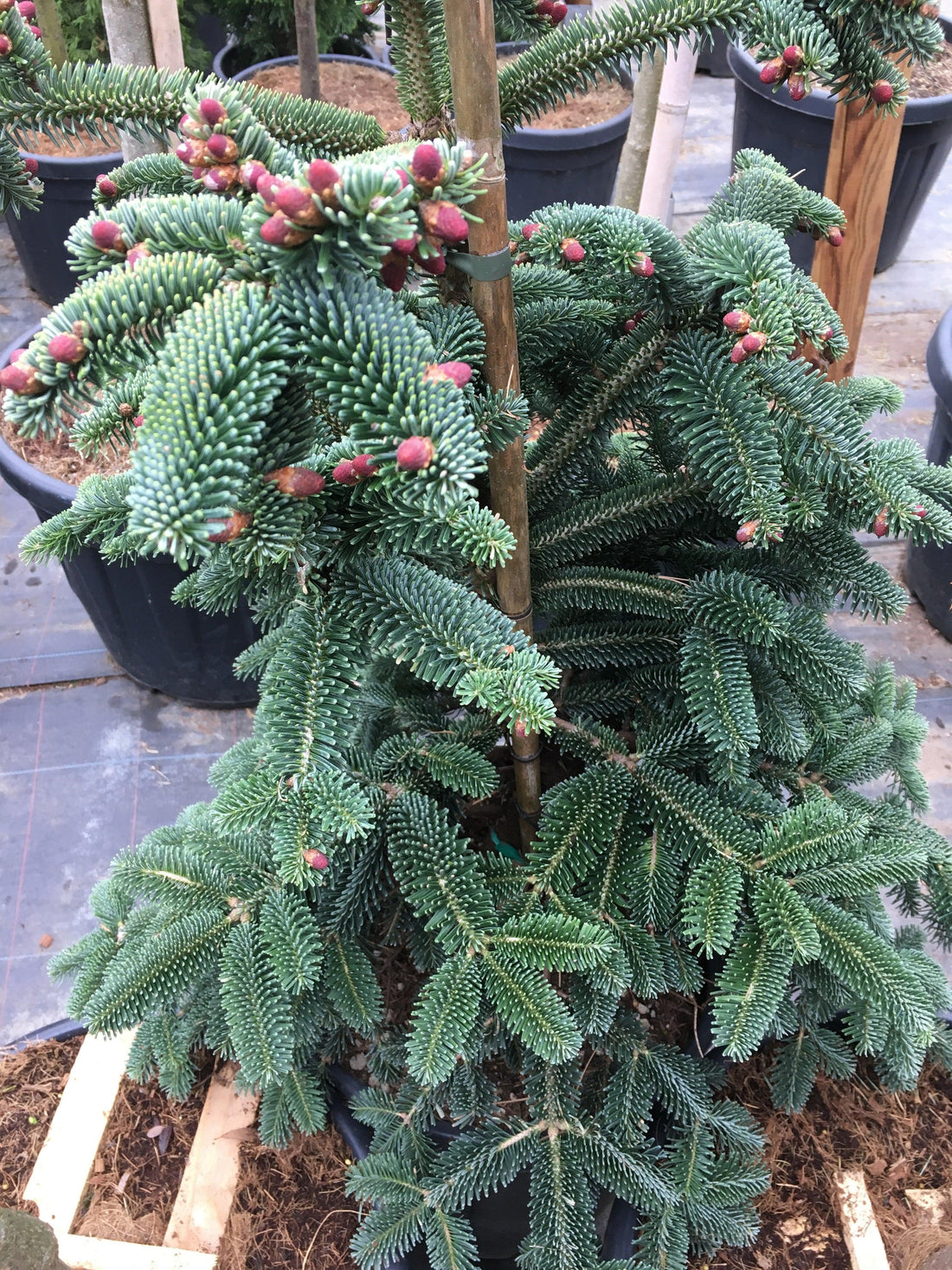 Brad Algerian 1.00 - 1.30 m / Abies numidica / gradina-noastra