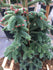 Brad Algerian  1.00 - 1.30 m / Abies numidica / gradina-noastra