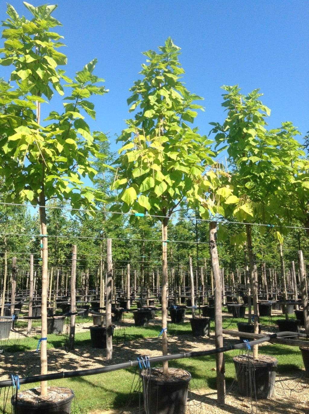 Catalpa 3.00 - 3.50 m / Catalpa bignonioides / gradina-noastra