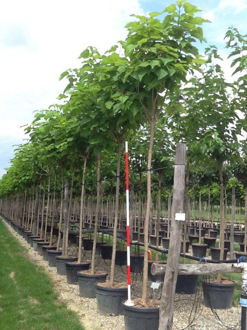 Catalpa 3.00 - 3.50 m / Catalpa bignonioides / gradina-noastra