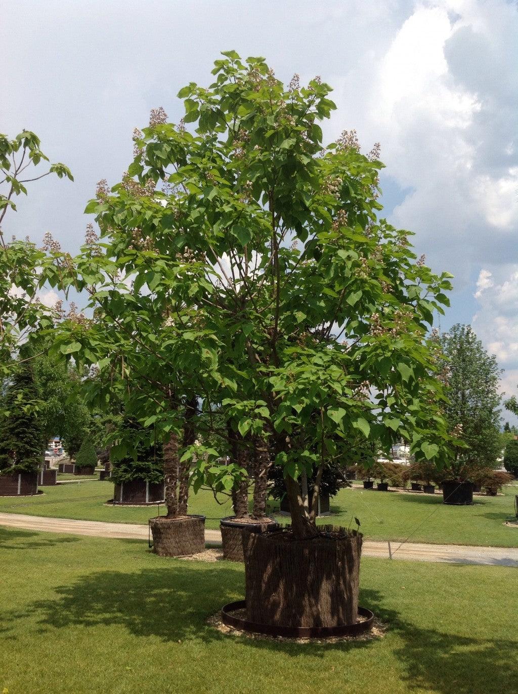 Catalpa 3.00 - 3.50 m / Catalpa bignonioides / gradina-noastra