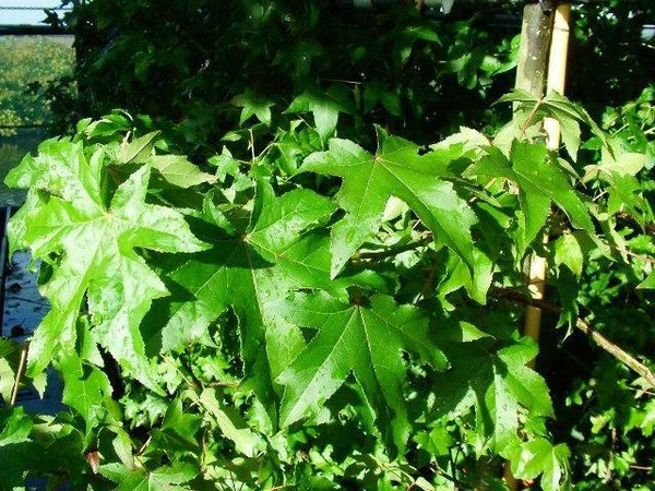 Arborele de guma 3.50 - 4.50 m / Liquidambar styraciflua / gradina-noastra