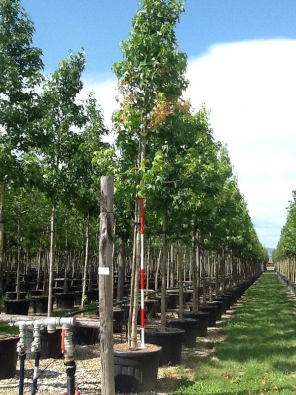 Arborele de guma 3.50 - 4.50 m / Liquidambar styraciflua / gradina-noastra