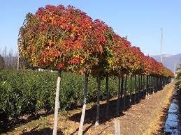 Arborele de guma "Gum Ball" 2.00 - 2.50 m / Liquidambar styraciflua "Gum Ball"/ gradina-noastra