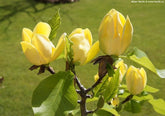 Magnolia galbena "Yellow Bird" 1.20 - 1.50 m / Magnolia x "Yellow Bird" / gradina-noastra