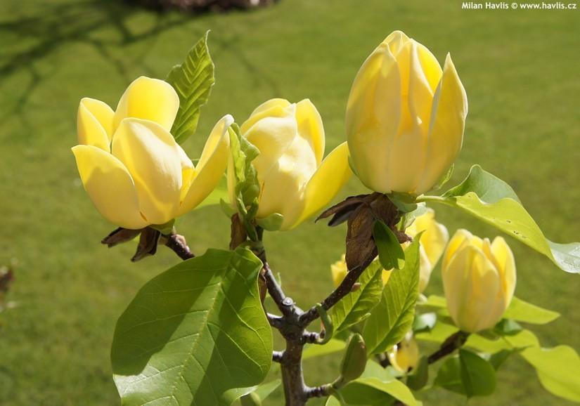 Magnolia galbena &quot;Yellow Bird&quot; 1.50 - 1.75 m / Magnolia x &quot;Yellow Bird&quot; / gradina-noastra