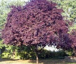 Corcodus roșu &quot;Pissardii&quot; arbore 2.50 - 3.00 m /  Prunus cerasifera &quot;Pisardii&quot; / gradina-noastra
