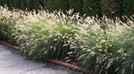 Pennisetum alopecuroides "Little Bunny" 0.20 - 0.30 m / Pennisetum alopecuroides "Little Bunny"/
