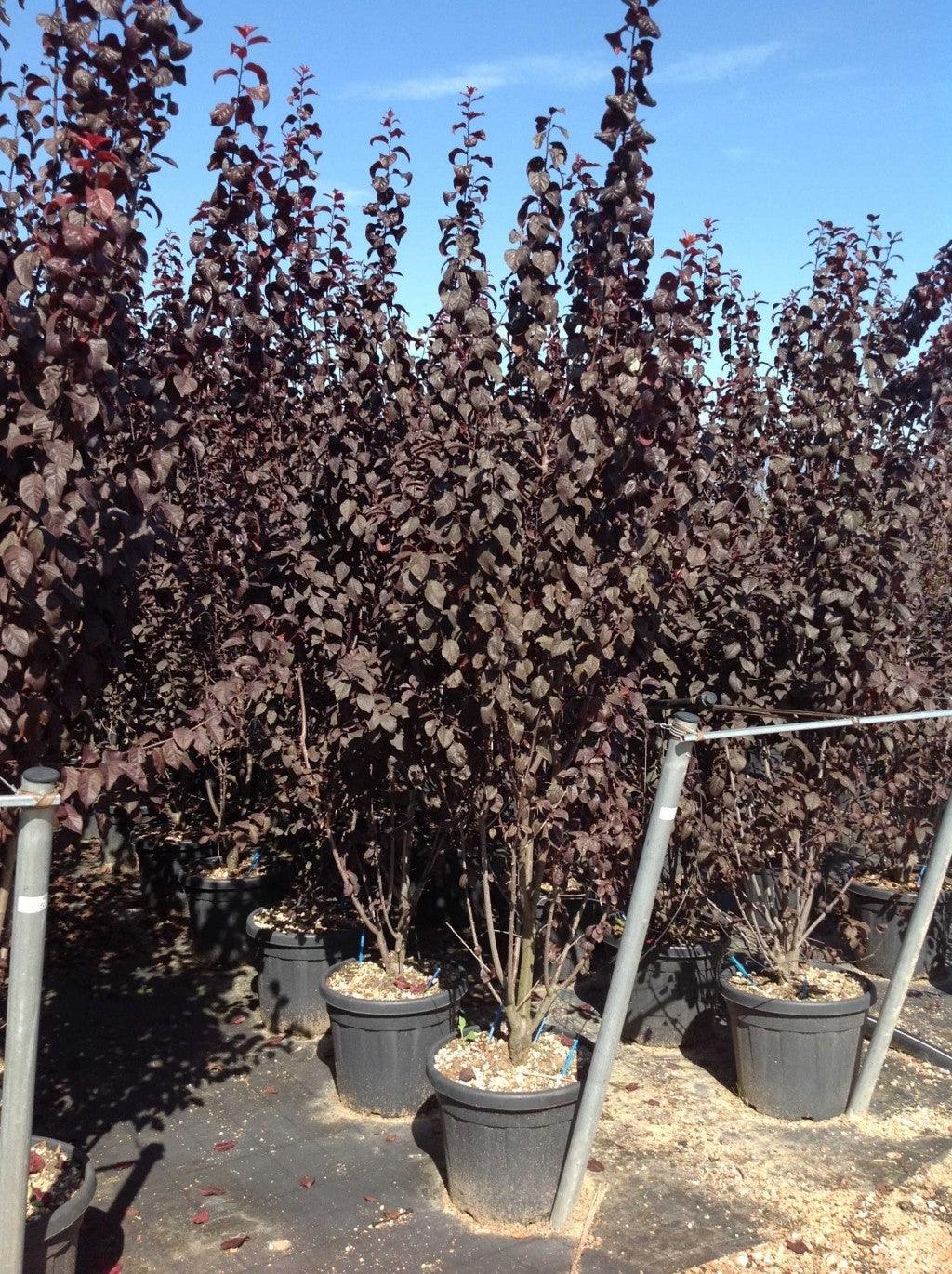 Corcodus roșu "Pissardii" tufa 2.00 - 2.50 m / Prunus cerasifera "Pisardii" / gradina-noastra