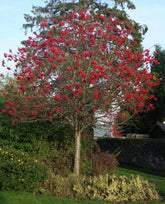 Scorus de munte 3.00 - 3.50 m / Sorbus aucuparia / gradina-noastra