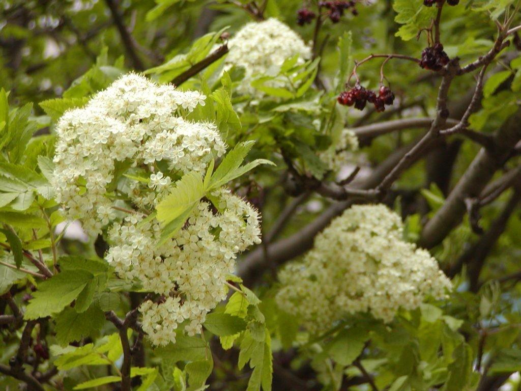 Scorus de munte 3.00 - 3.50 m / Sorbus aucuparia / gradina-noastra