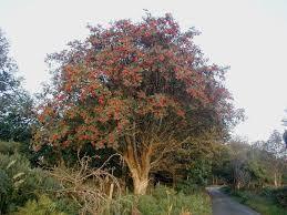 Scorus de munte 3.00 - 3.50 m / Sorbus aucuparia / gradina-noastra