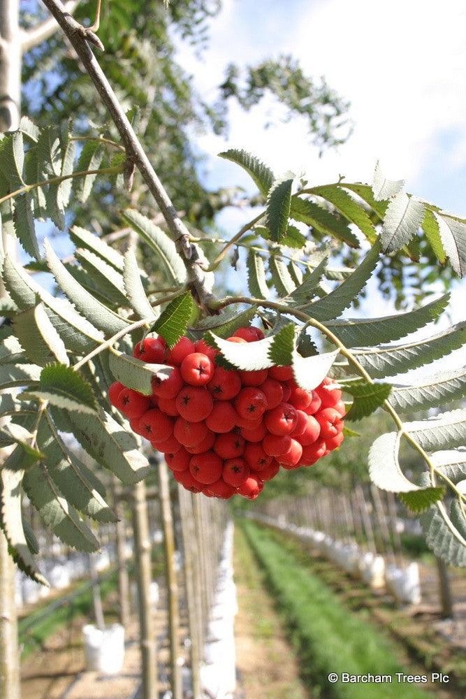 Scorus de munte 3.00 - 3.50 m / Sorbus aucuparia / gradina-noastra